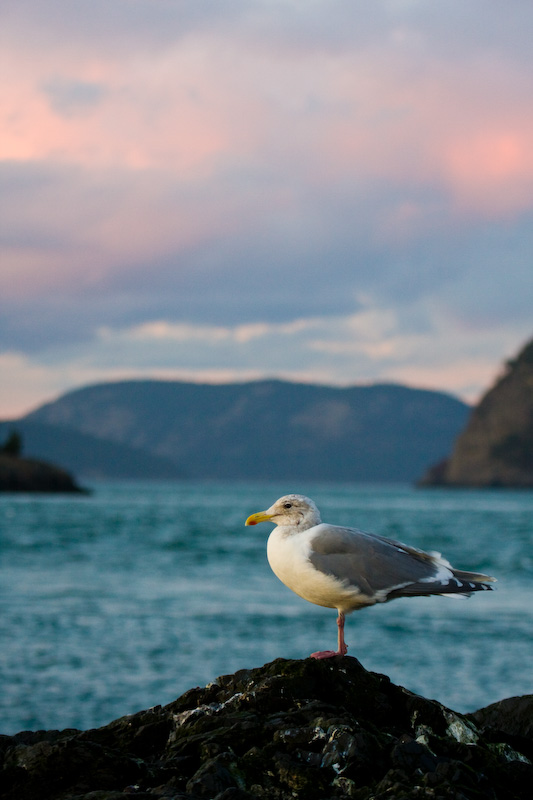 Gull On Rock